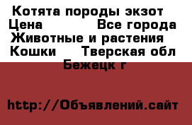 Котята породы экзот › Цена ­ 7 000 - Все города Животные и растения » Кошки   . Тверская обл.,Бежецк г.